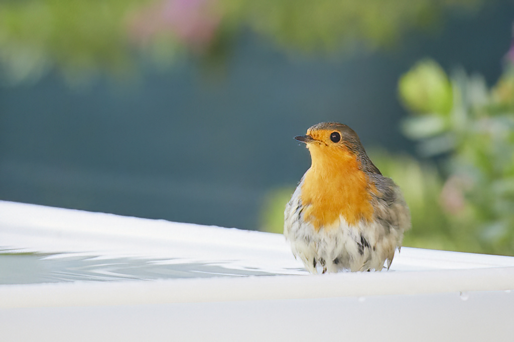 Erithacus rubecula - Petirrojo europeo