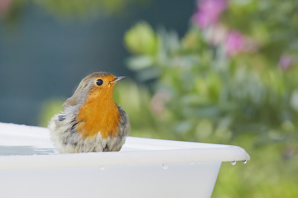 Erithacus rubecula - Petirrojo europeo