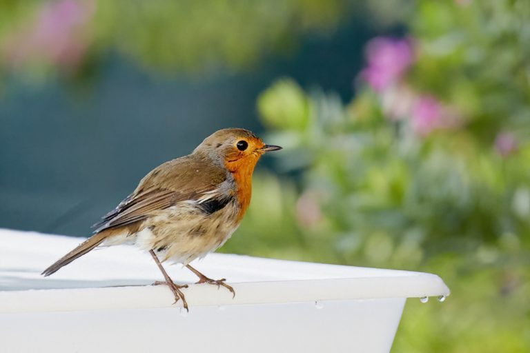 Erithacus rubecula - Petirrojo europeo