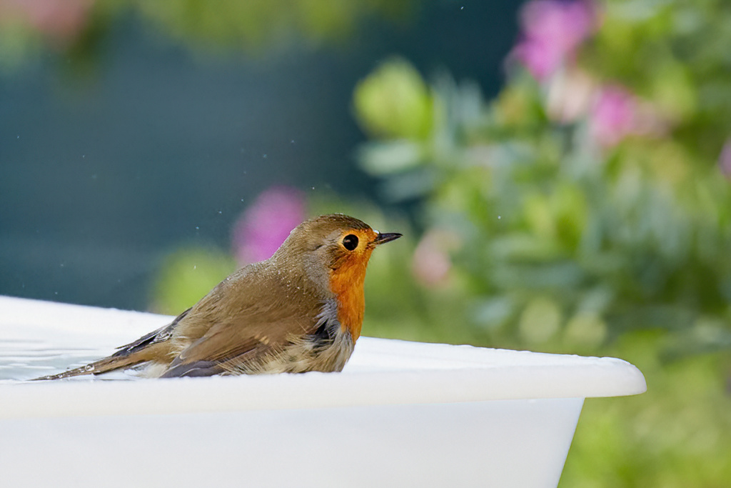 Erithacus rubecula - Petirrojo europeo