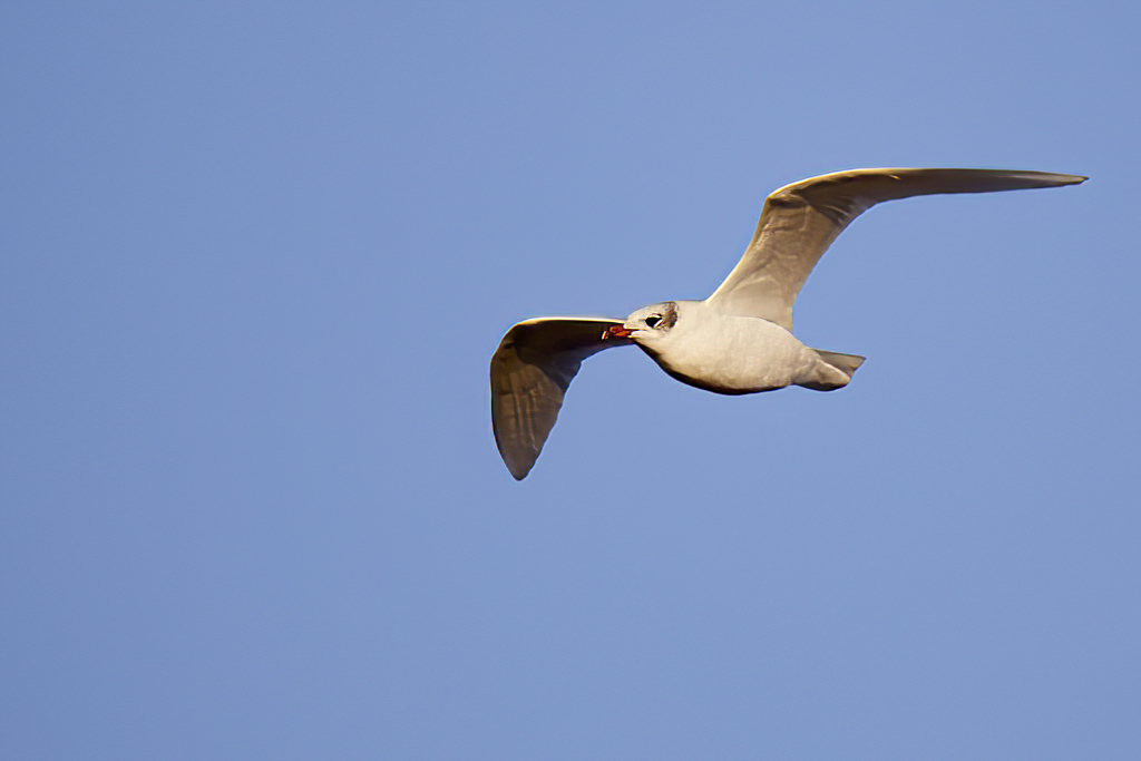 Larus melanocephalus - Gaviota cabecinegra