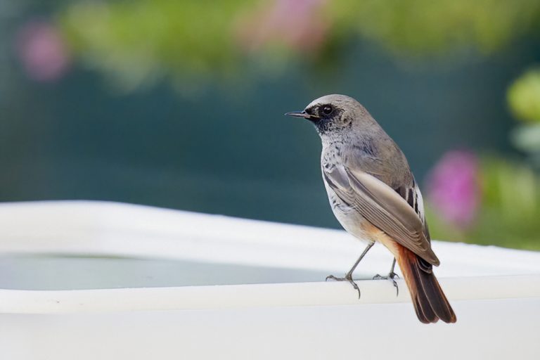 Phoenicurus ochruros - Colirrojo tizón