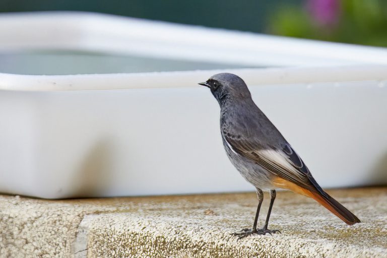 Phoenicurus ochruros - Colirrojo tizón