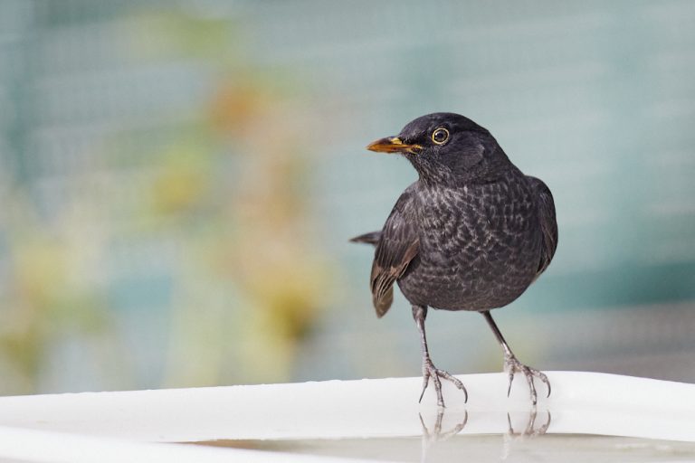 Turdus merula - Mirlo común