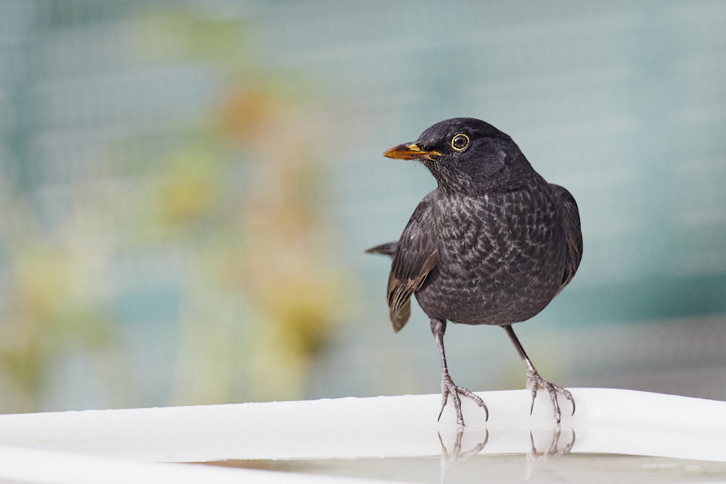 Turdus merula - Mirlo común