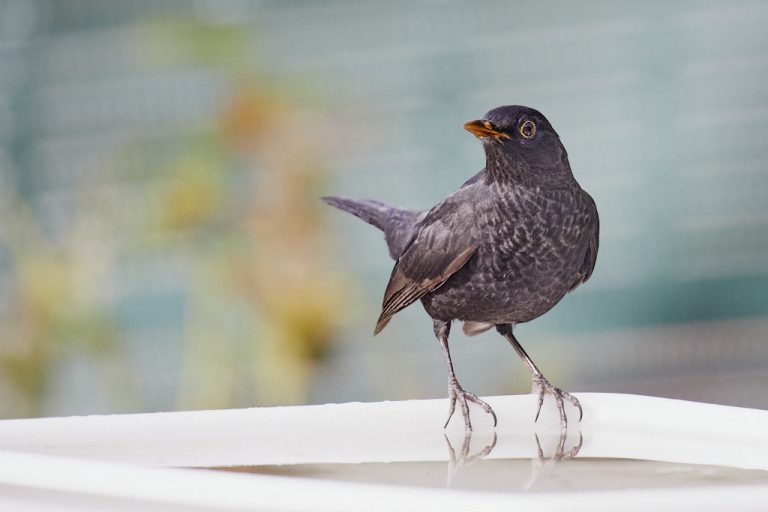 Turdus merula - Mirlo común