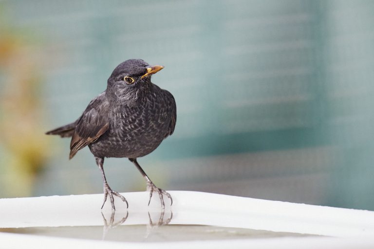 Turdus merula - Mirlo común