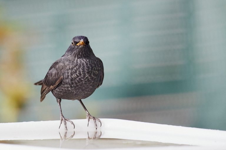 Turdus merula - Mirlo común