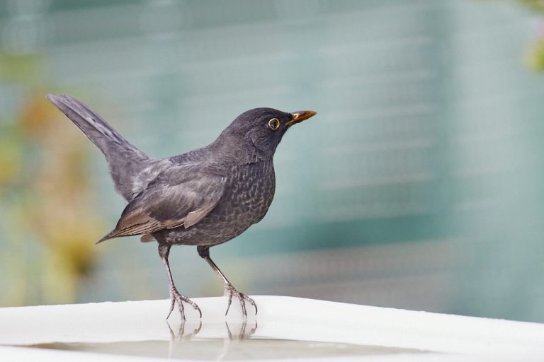 Turdus merula - Mirlo común