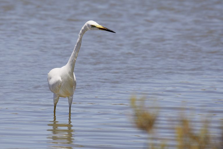 Ardea alba - Garceta grande