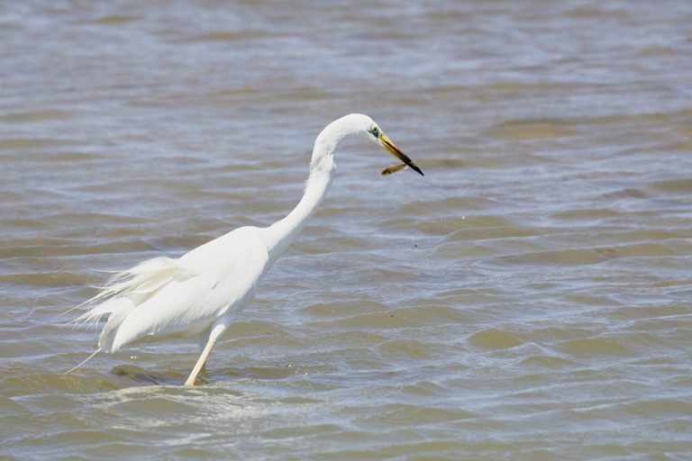 Ardea alba - Garceta grande