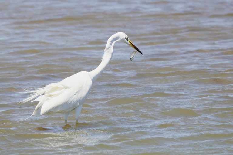 Ardea alba - Garceta grande