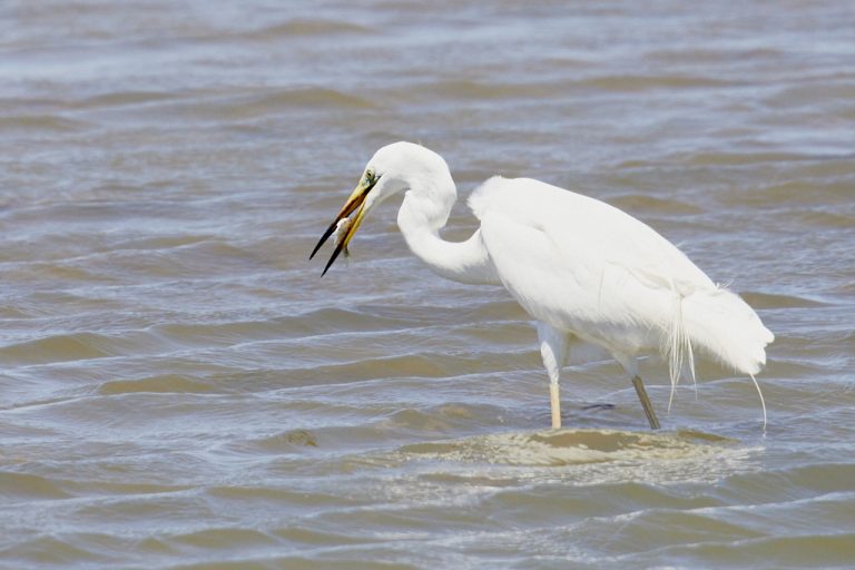 Ardea alba - Garceta grande