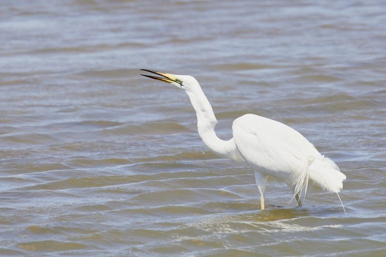 Ardea alba - Garceta grande