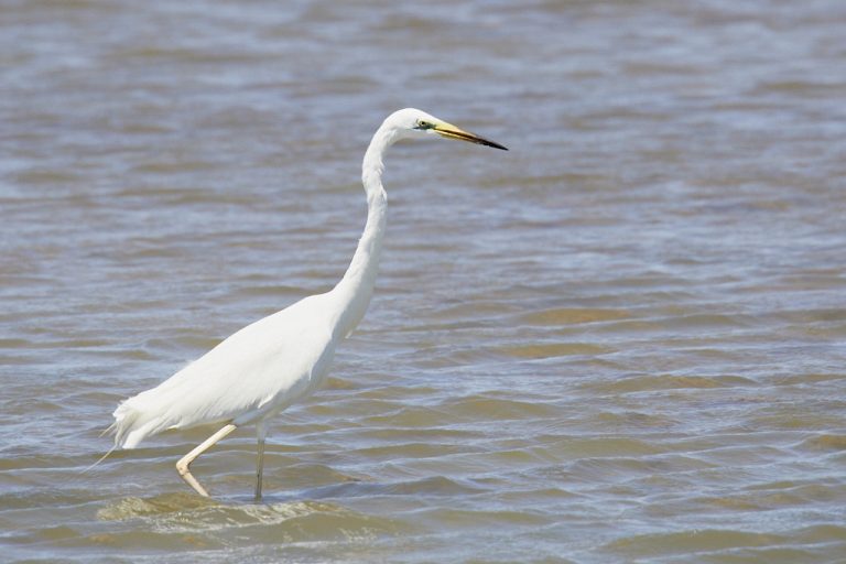 Ardea alba - Garceta grande