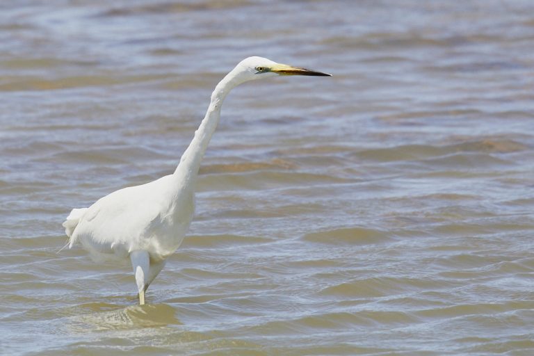 Ardea alba - Garceta grande