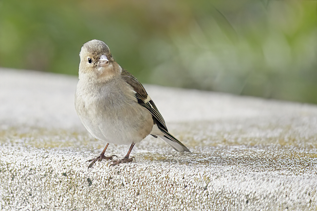 Fringilla coelebs - Pinzón vulgar