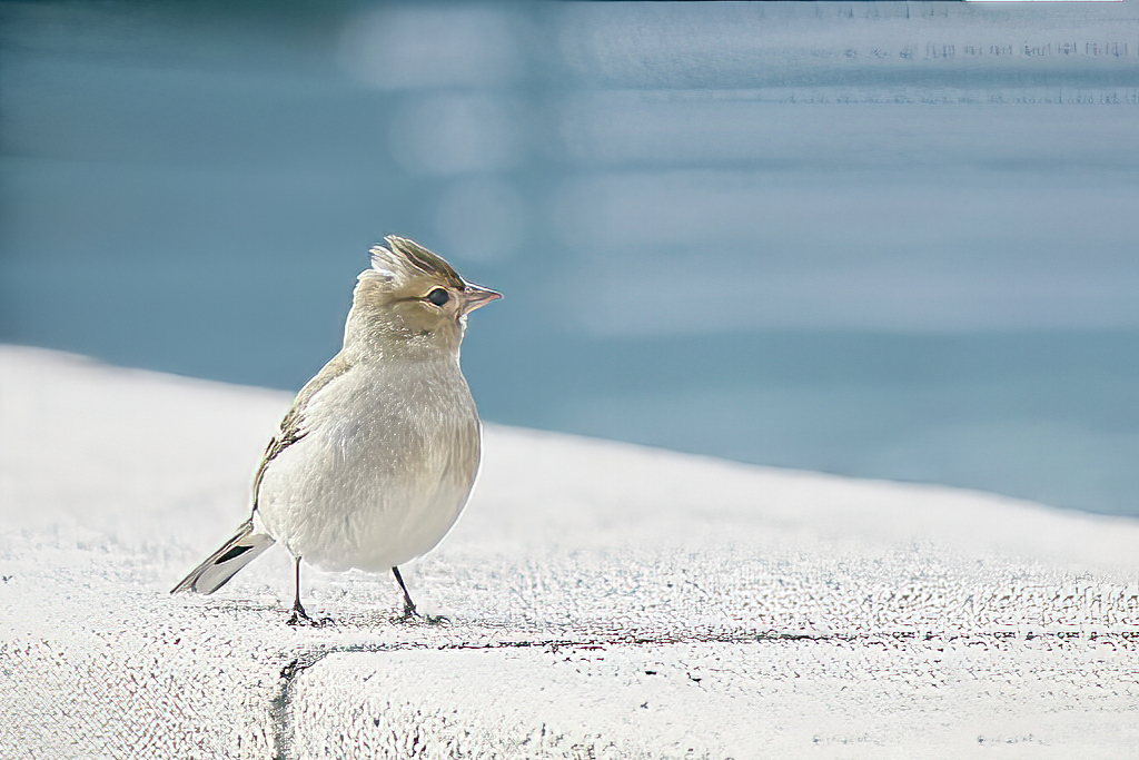 Fringilla coelebs - Pinzón vulgar