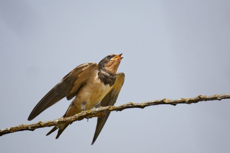 Hirundo rustica  - Golondrina común