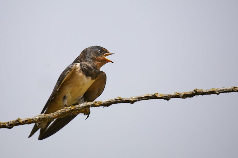 Hirundo rustica  - Golondrina común