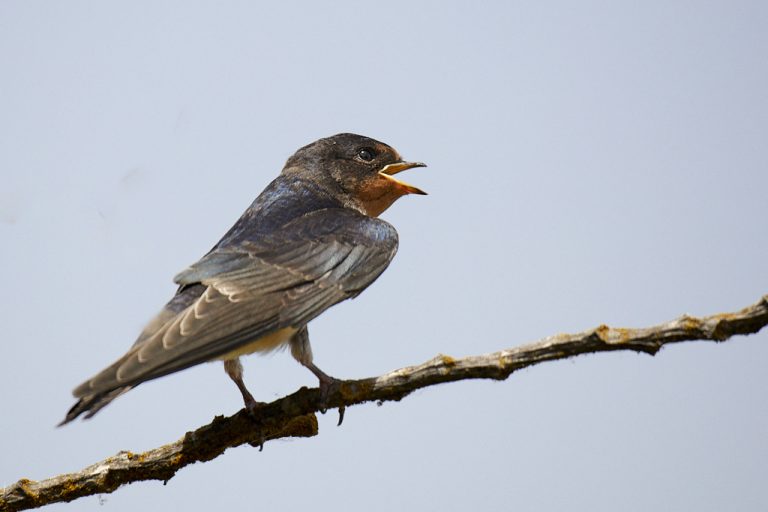 Hirundo rustica  - Golondrina común