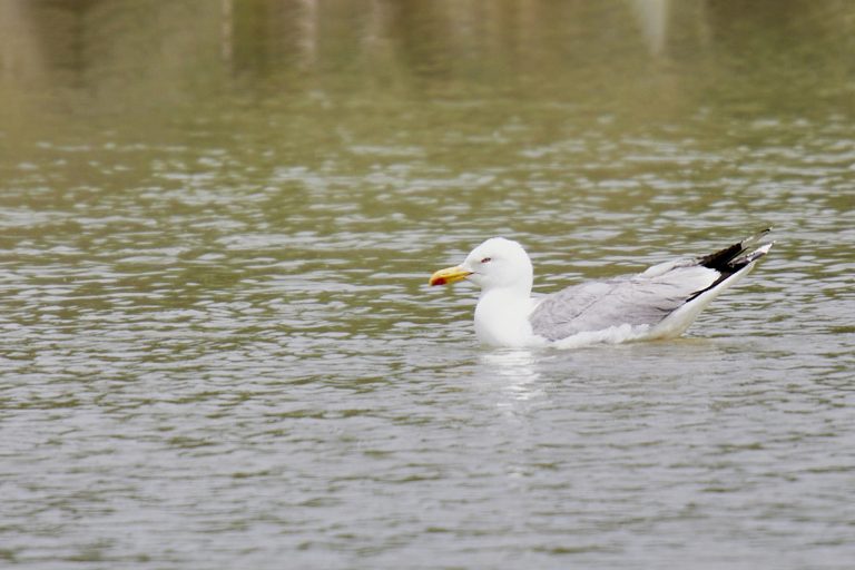 Larus michahellis - Gaviota patiamarilla