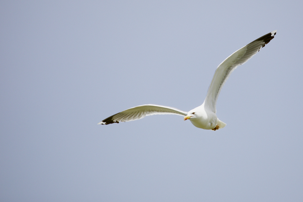 Larus michahellis - Gaviota patiamarilla