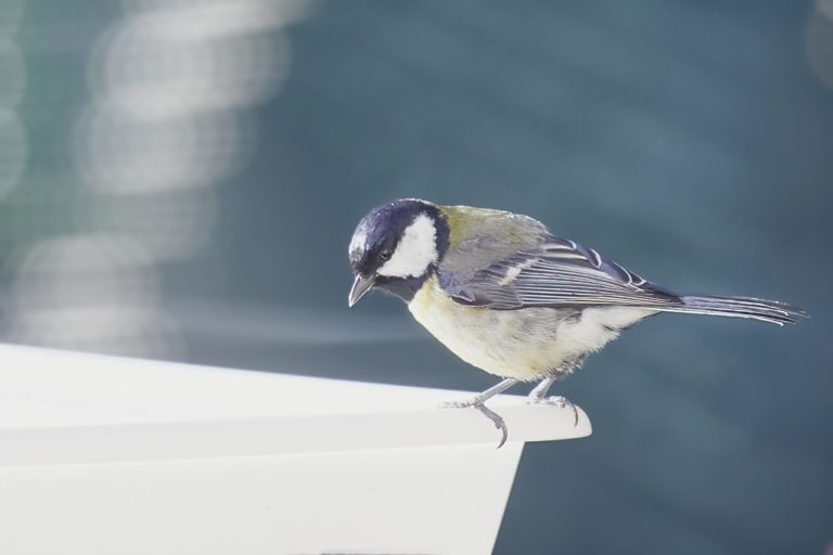 Parus major - Carbonero común