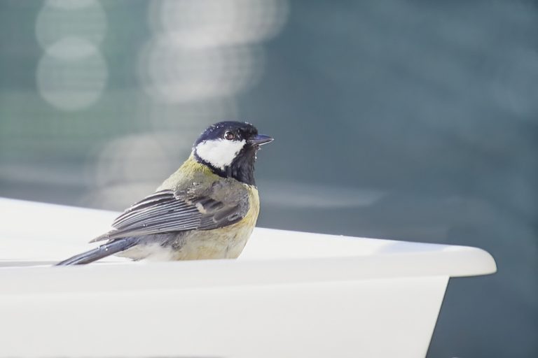 Parus major - Carbonero común