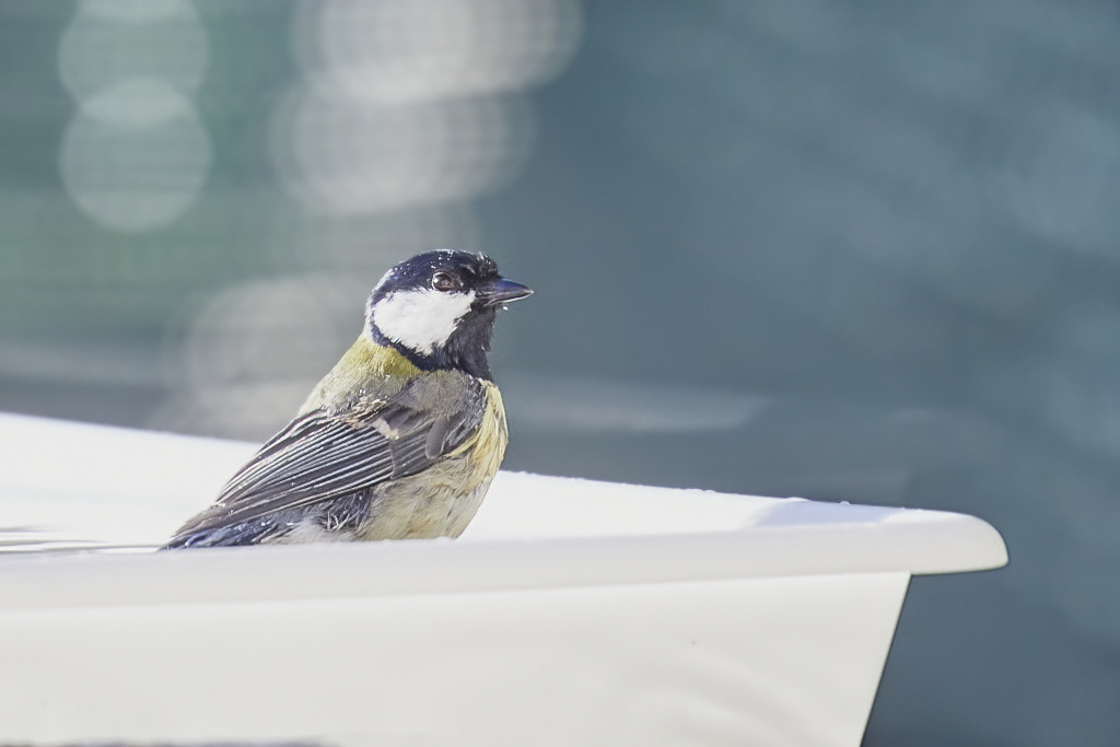 Parus major - Carbonero común