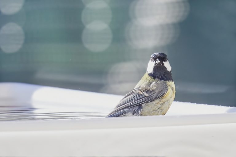 Parus major - Carbonero común