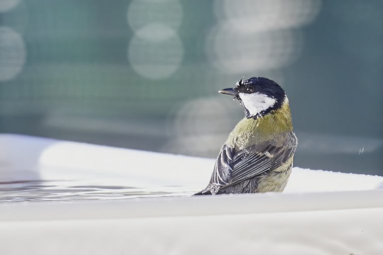 Parus major - Carbonero común