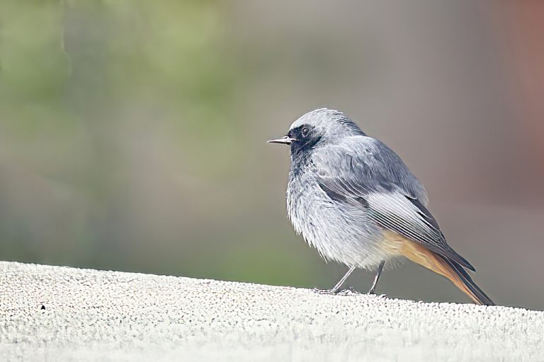 Phoenicurus ochruros - Colirrojo tizón