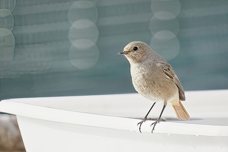 Phoenicurus ochruros - Colirrojo tizón