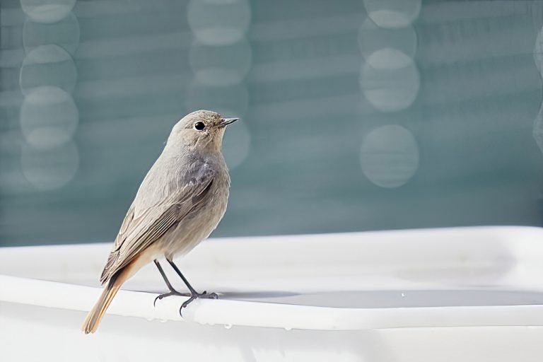 Phoenicurus ochruros - Colirrojo tizón