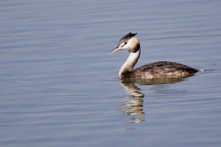 Podiceps cristatus - Somormujo lavanco