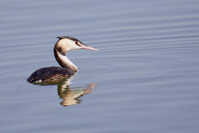 Podiceps cristatus - Somormujo lavanco