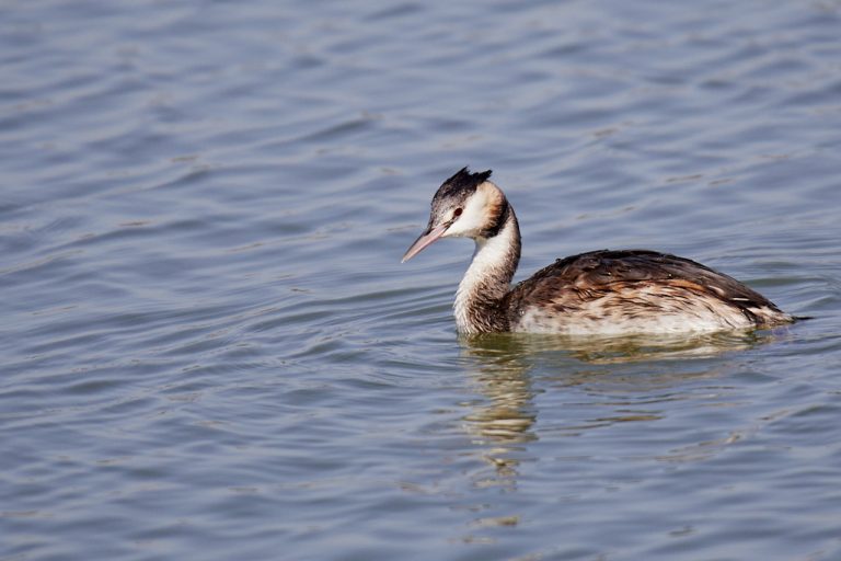 Podiceps cristatus - Somormujo lavanco