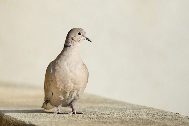 Streptopelia decaocto - Tórtola turca