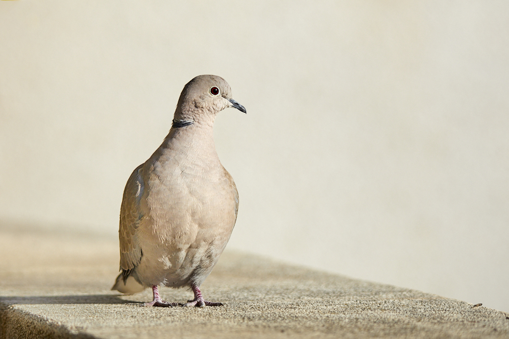 Streptopelia decaocto - Tórtola turca