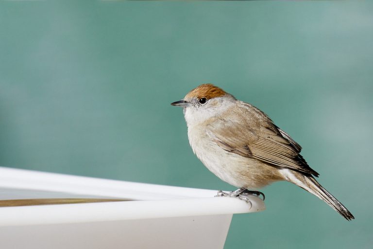 Sylvia atricapilla - Curruca capirotada