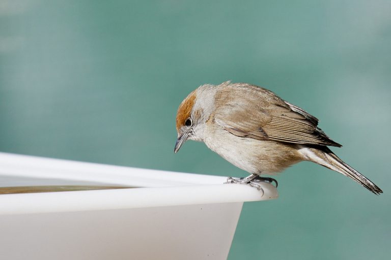 Sylvia atricapilla - Curruca capirotada