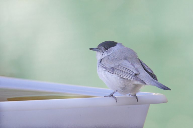 Sylvia atricapilla - Curruca capirotada