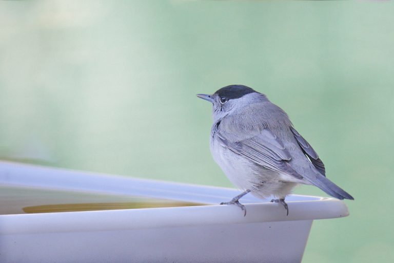 Sylvia atricapilla - Curruca capirotada