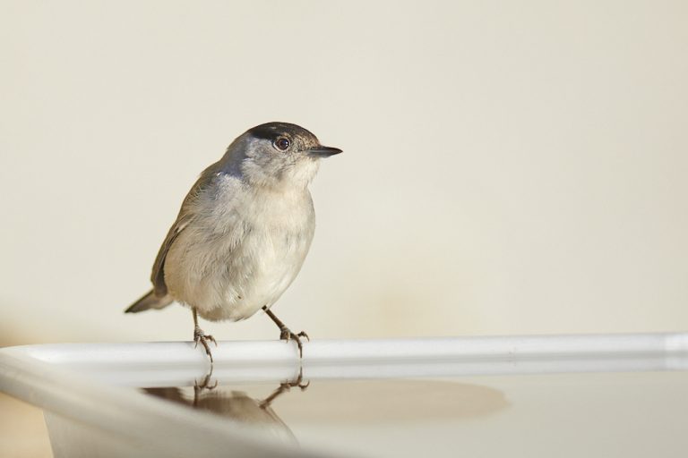 Sylvia atricapilla - Curruca capirotada