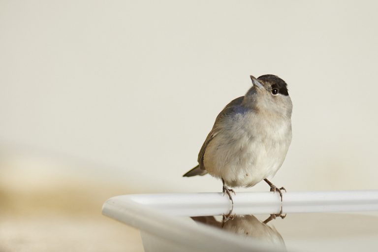 Sylvia atricapilla - Curruca capirotada