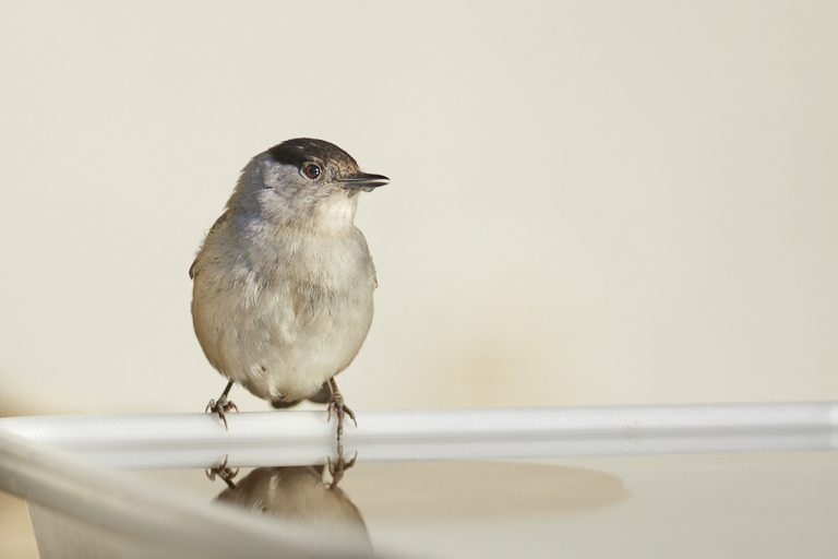 Sylvia atricapilla - Curruca capirotada