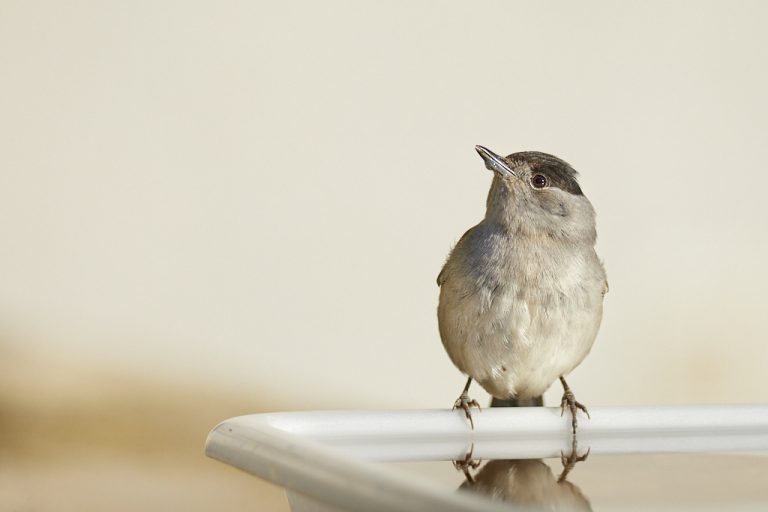 Sylvia atricapilla - Curruca capirotada