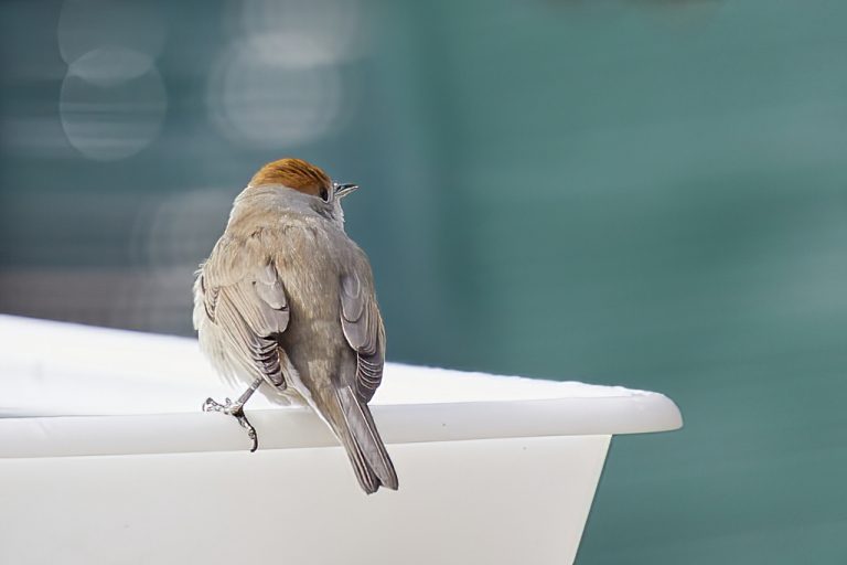 Sylvia atricapilla - Curruca capirotada