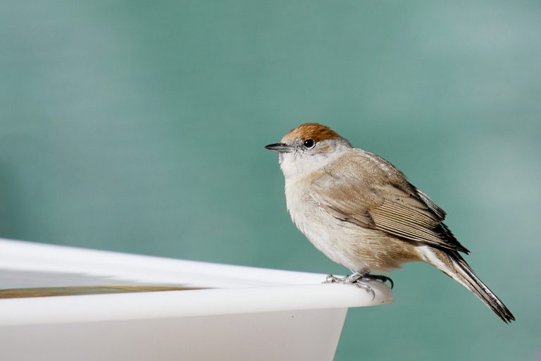 Sylvia atricapilla - Curruca capirotada